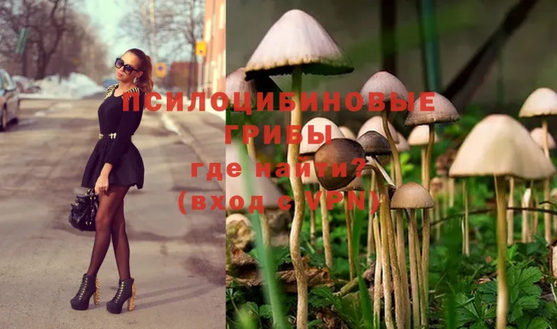 Галлюциногенные грибы Psilocybe  Воткинск 